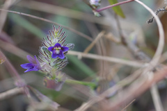 Haplanthodes verticillatus